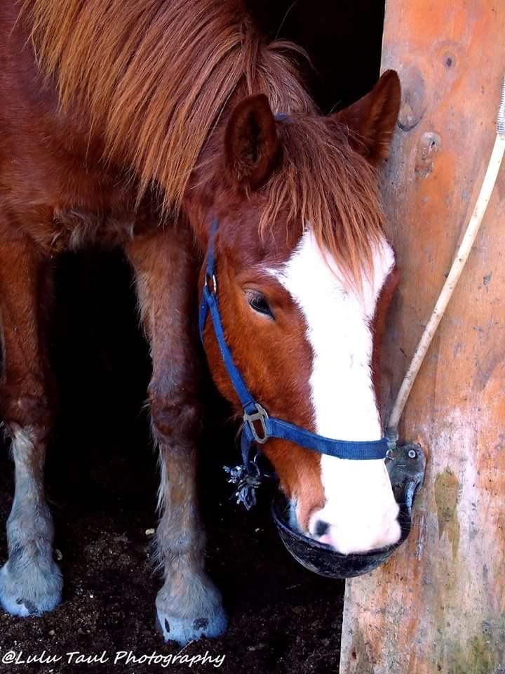 Anden særlig race Surprice billede 9