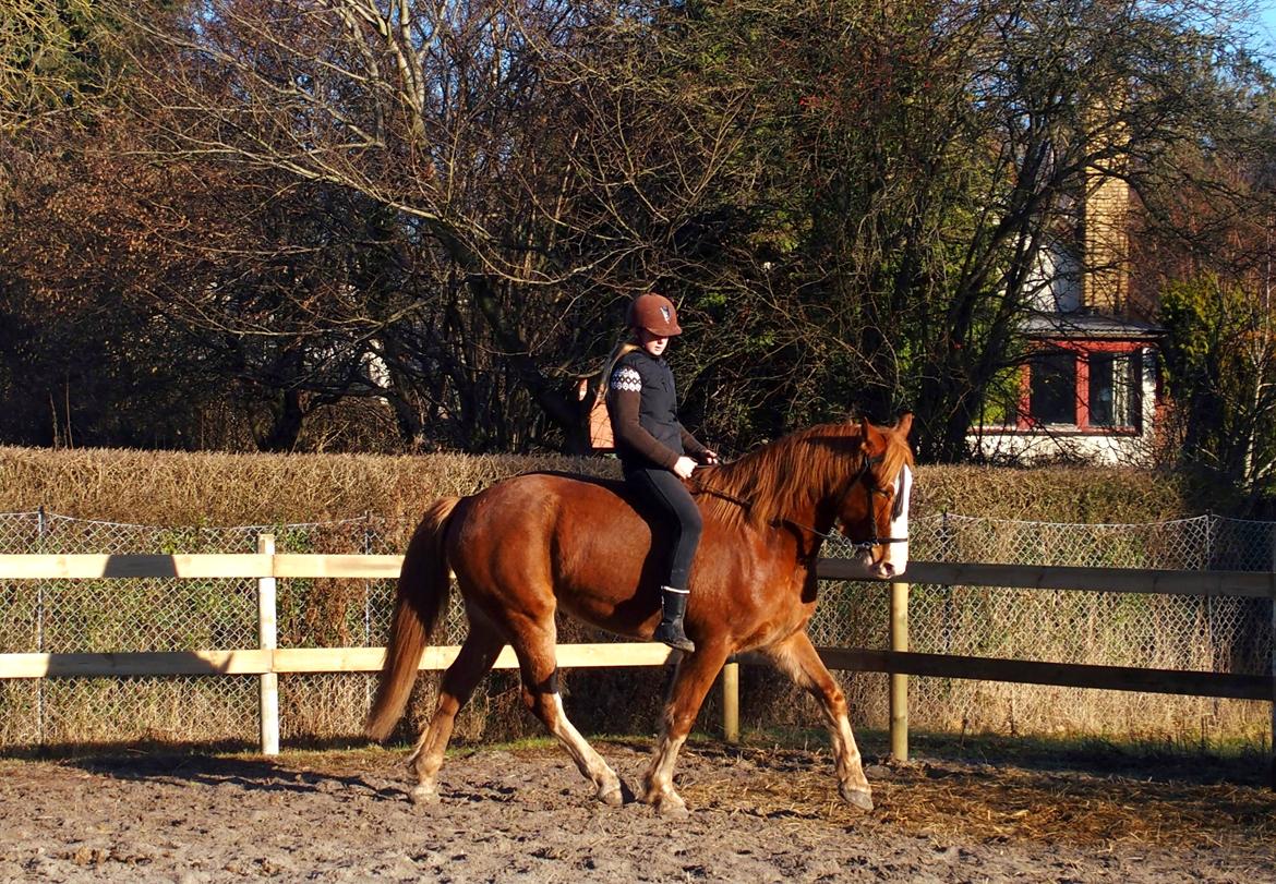 Anden særlig race Surprice billede 1