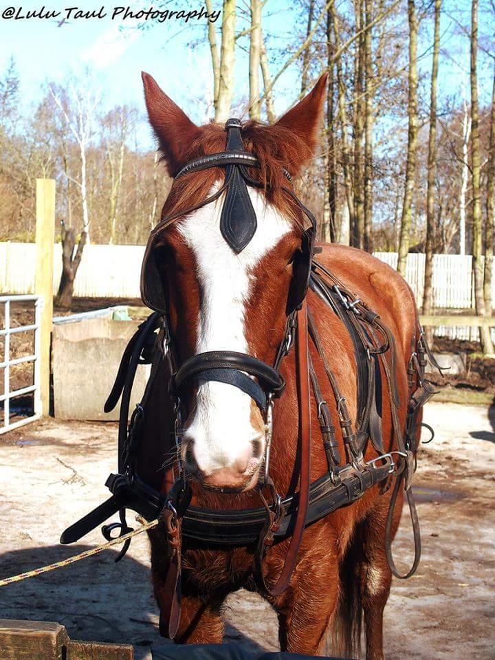 Anden særlig race Surprice billede 13