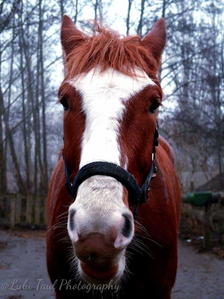Anden særlig race Surprice billede 11
