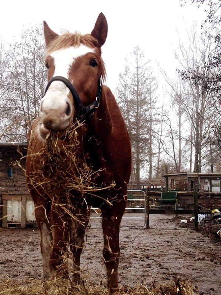 Anden særlig race Surprice billede 12