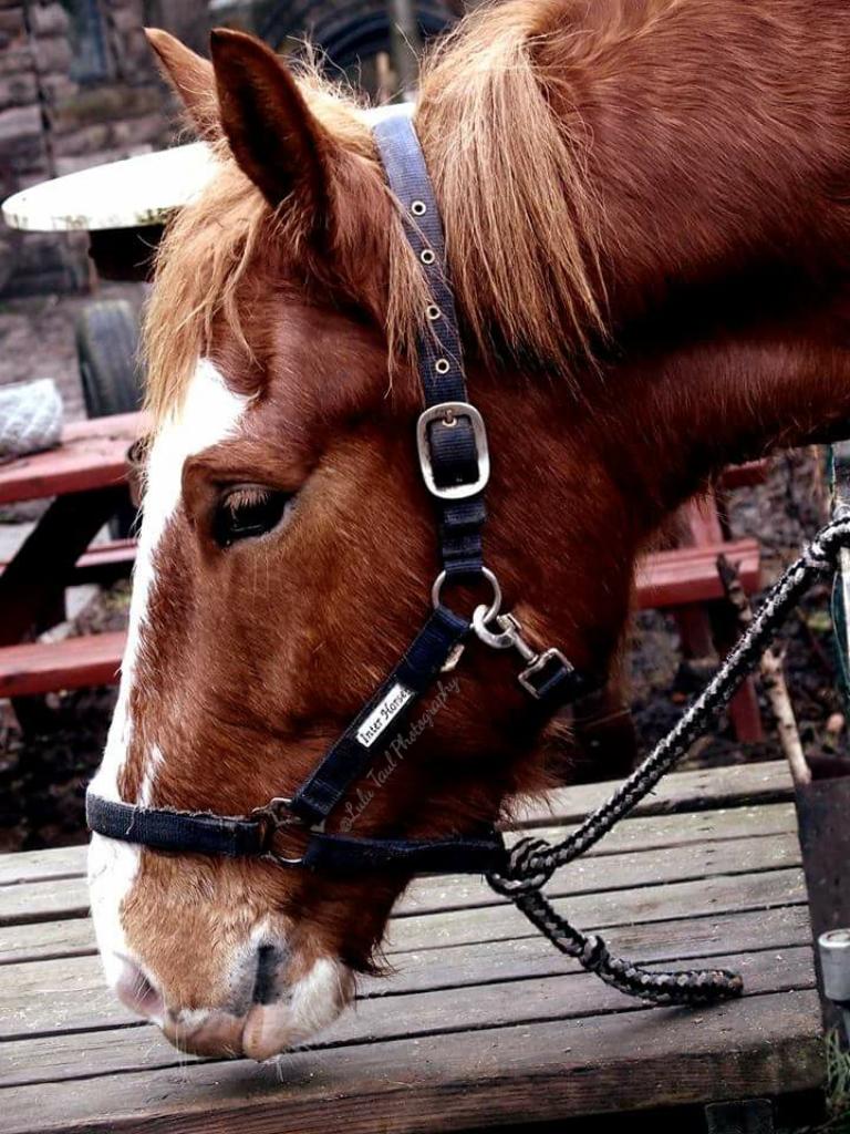 Anden særlig race Surprice billede 10