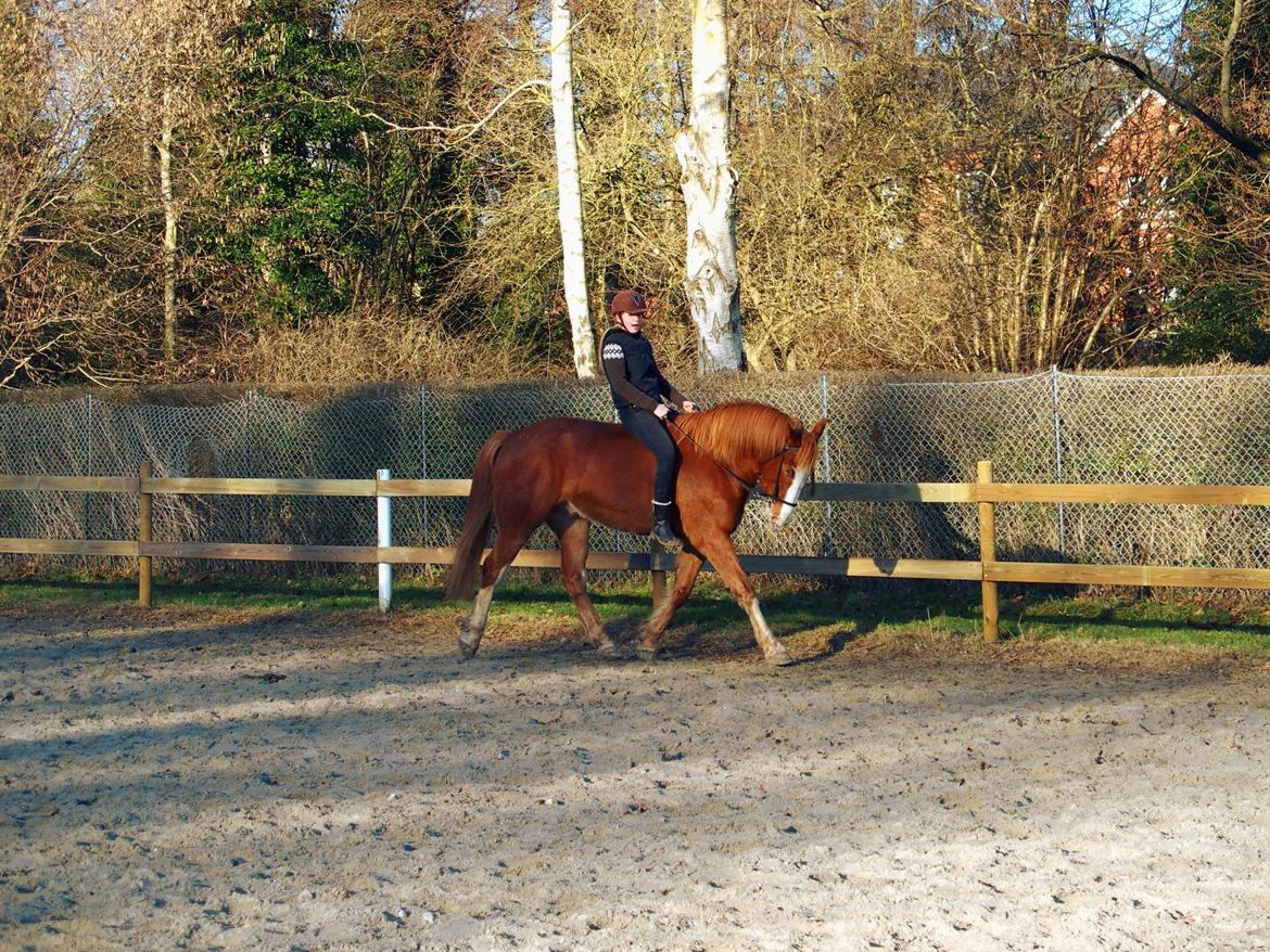 Anden særlig race Surprice billede 2