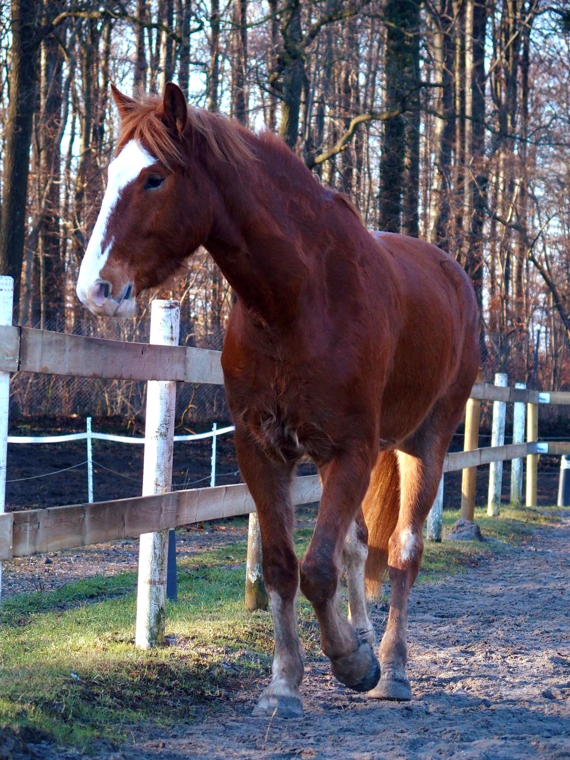 Anden særlig race Surprice billede 6