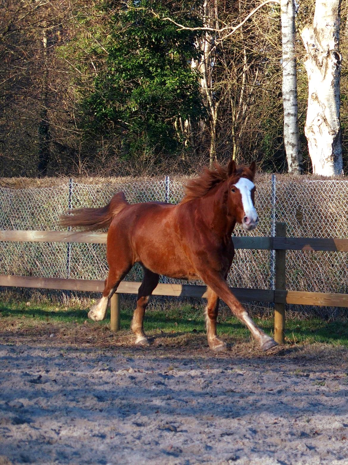 Anden særlig race Surprice billede 4