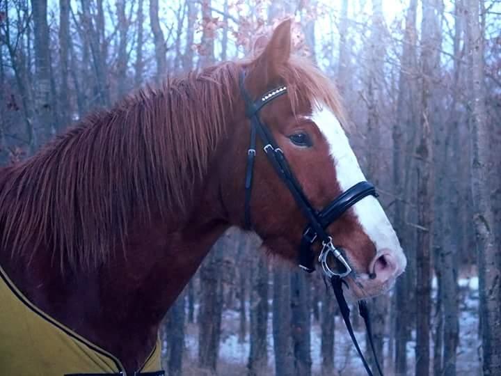 Anden særlig race Surprice billede 15