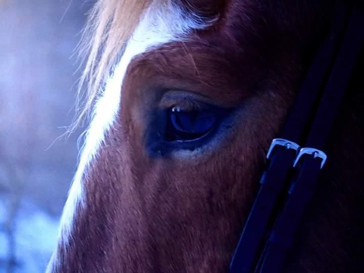 Anden særlig race Surprice billede 16