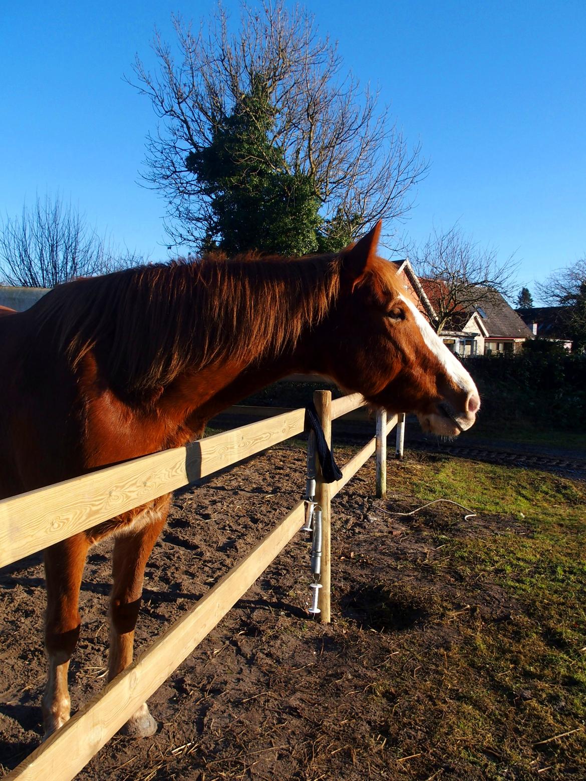 Anden særlig race Surprice billede 7