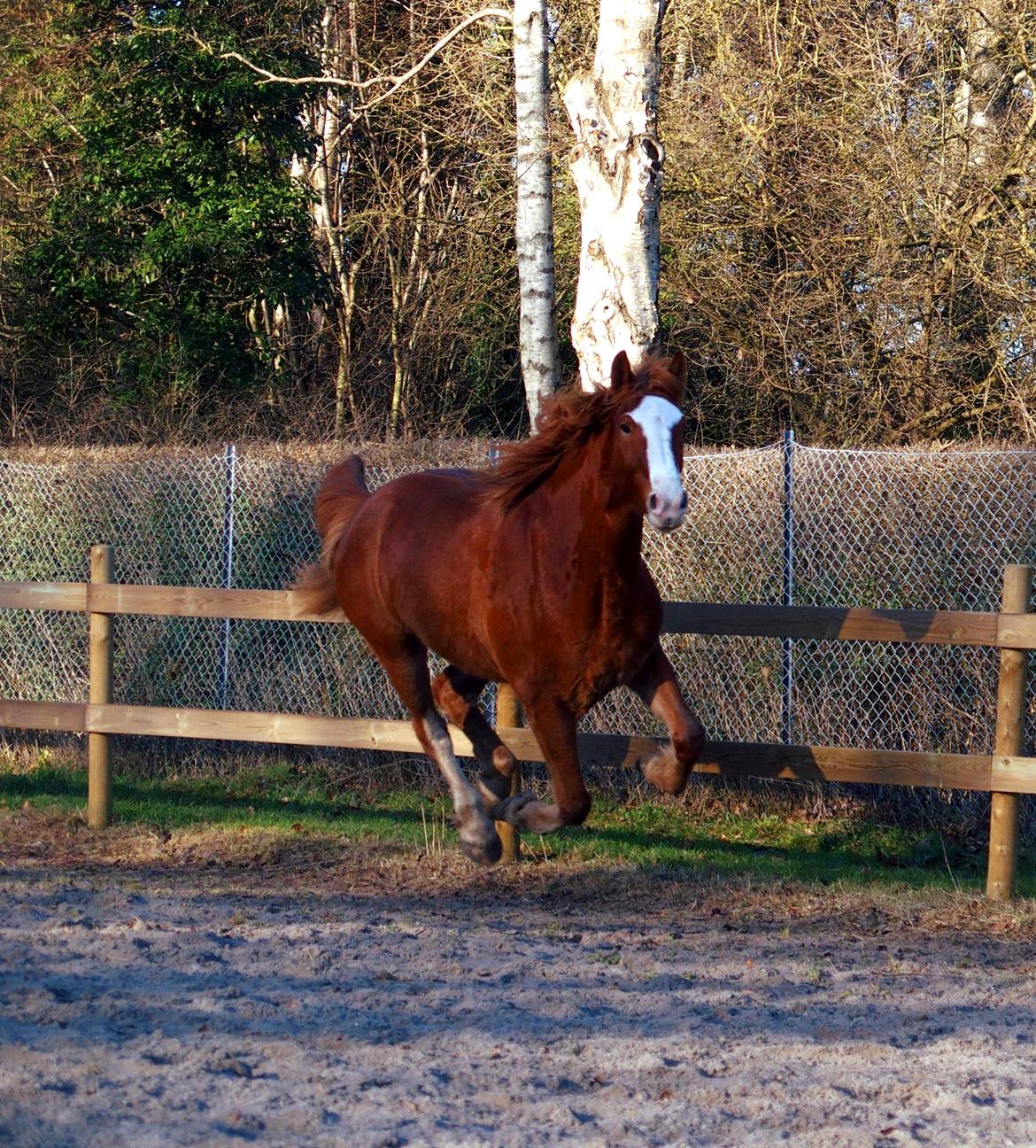 Anden særlig race Surprice billede 5