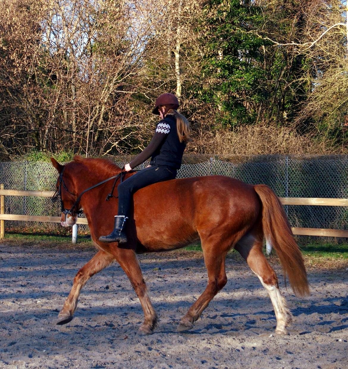 Anden særlig race Surprice billede 3