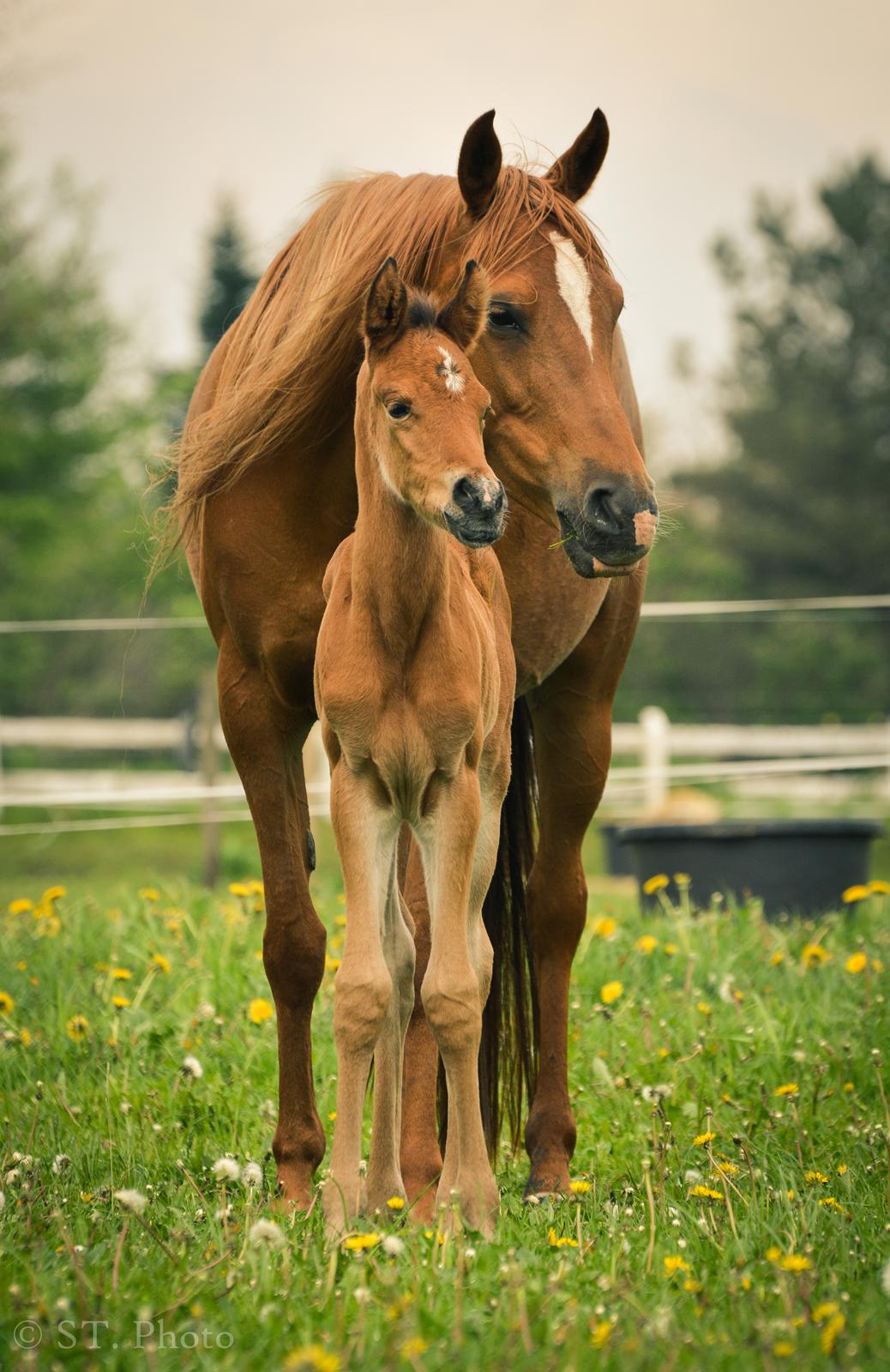 Arabisk fuldblod (OX) Aarupgårds Amina bint charm ox billede 14