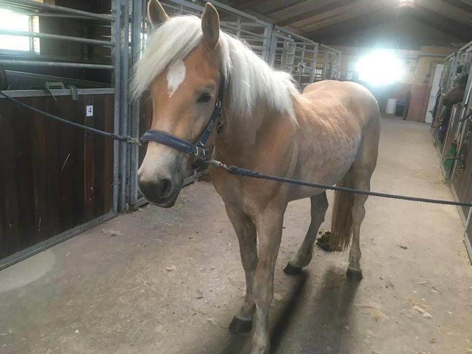 Haflinger Alonzo af åtte bjerge billede 5
