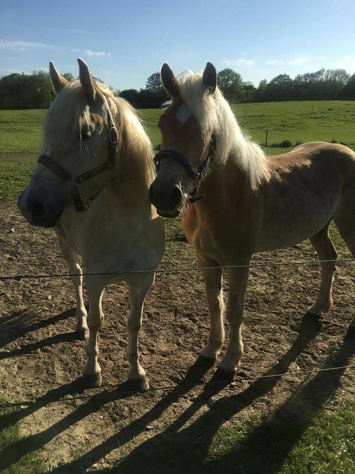 Haflinger Alonzo af åtte bjerge billede 4