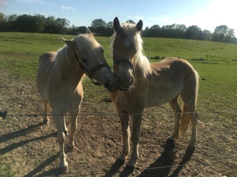 Haflinger Alonzo af åtte bjerge billede 6