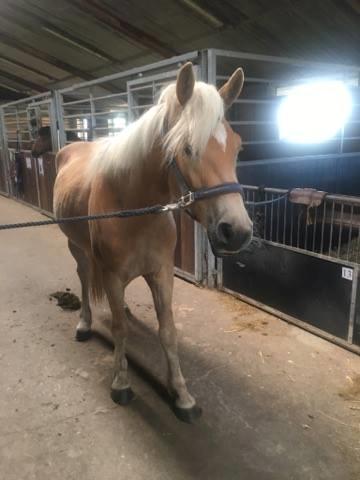 Haflinger Alonzo af åtte bjerge billede 7