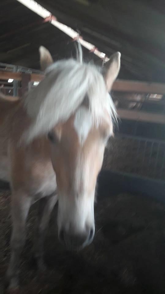 Haflinger Alonzo af åtte bjerge billede 8