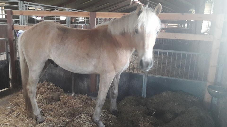 Haflinger Alonzo af åtte bjerge billede 9