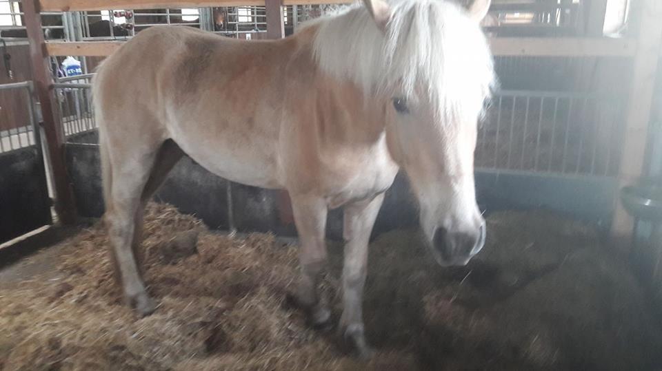 Haflinger Alonzo af åtte bjerge billede 10