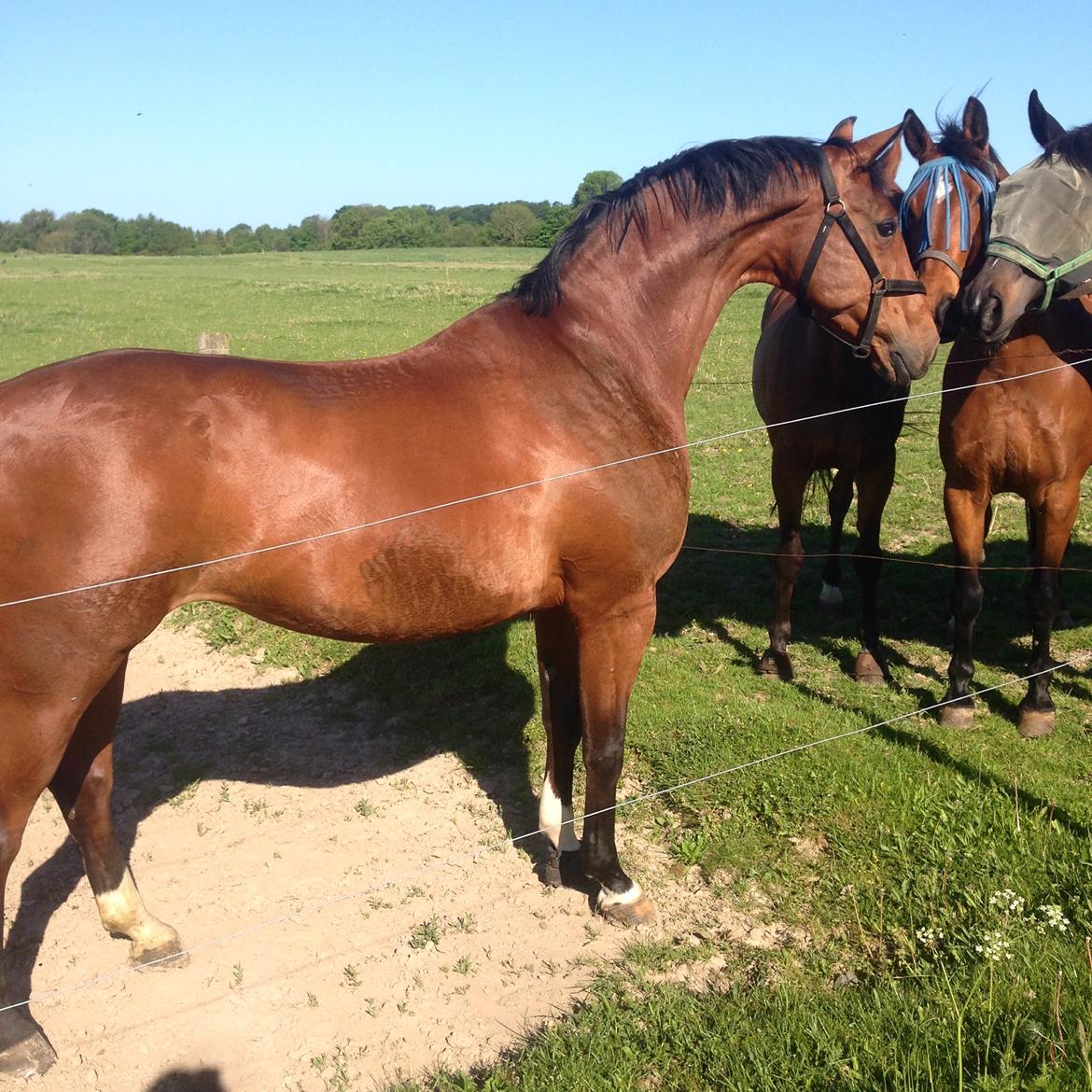 Dansk Varmblod La Di Da billede 20