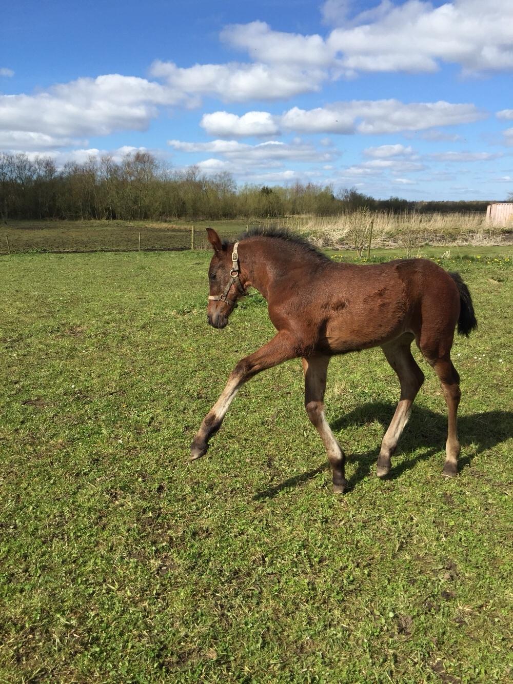 Barockpferd Vestergaard's Santiana billede 18