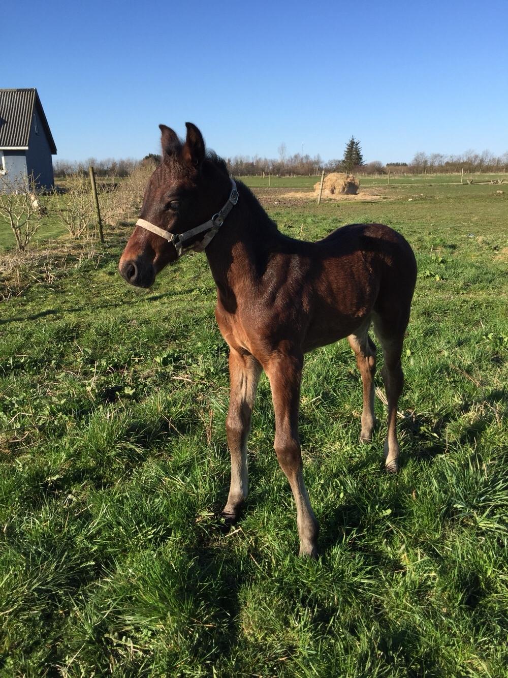 Barockpferd Vestergaard's Santiana billede 17
