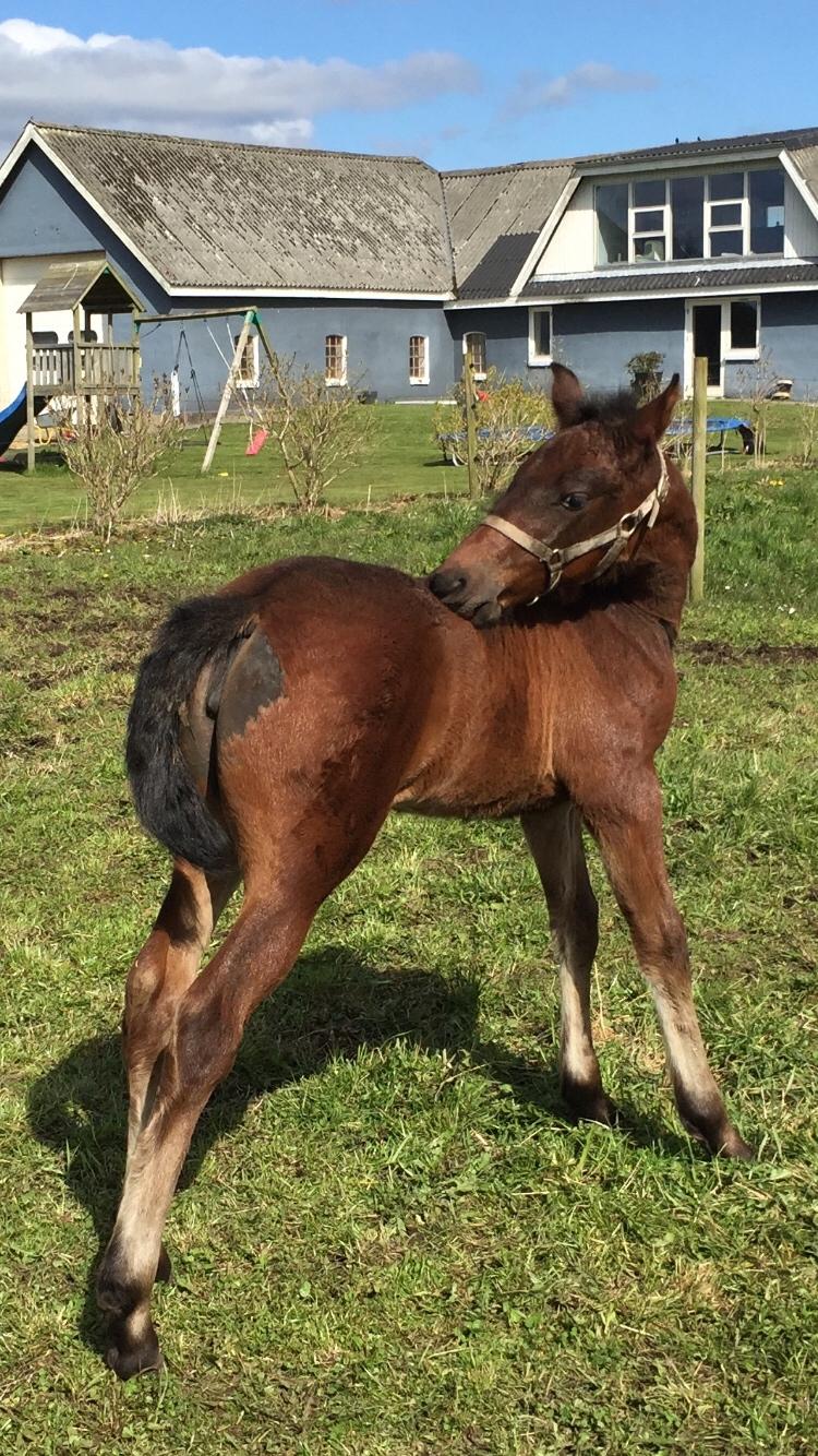 Barockpferd Vestergaard's Santiana billede 19