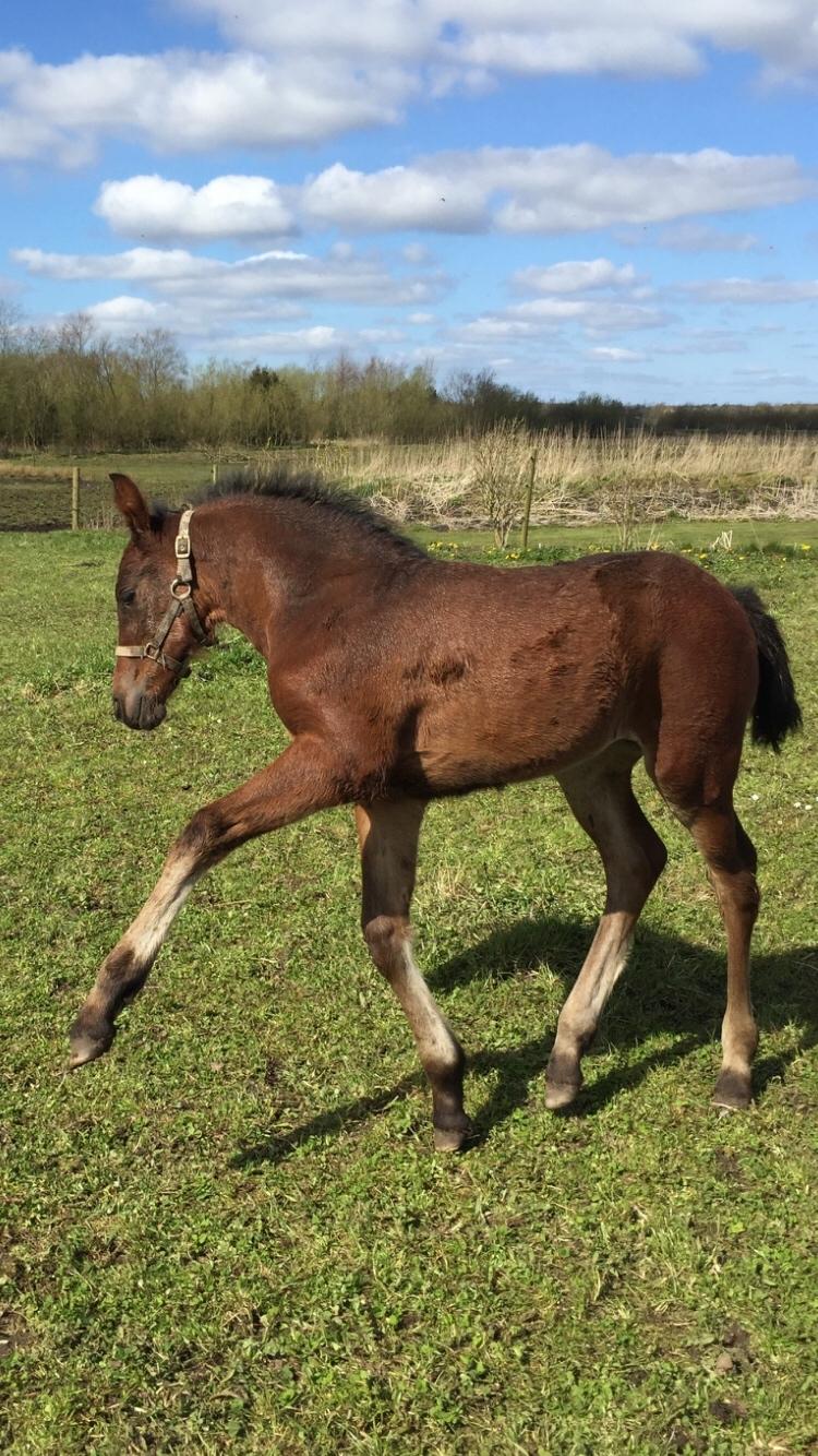 Barockpferd Vestergaard's Santiana billede 20