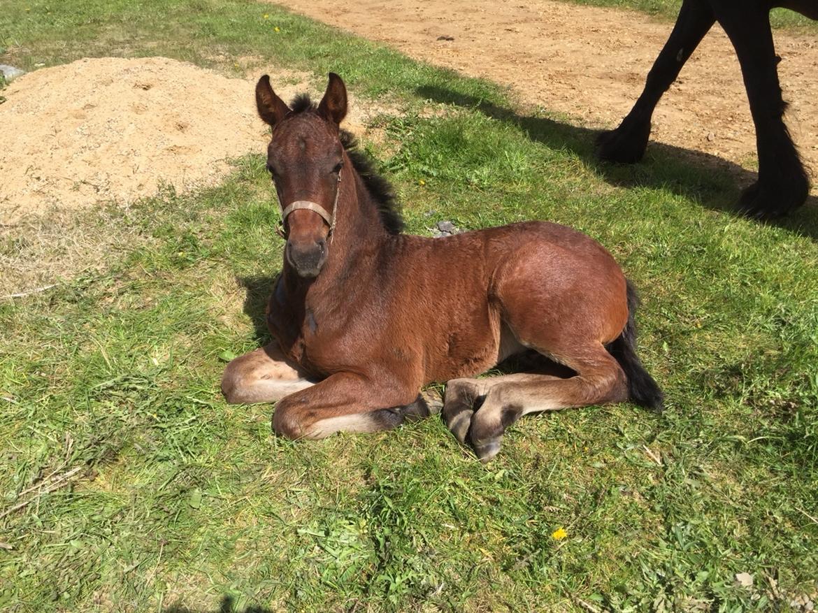 Barockpferd Vestergaard's Santiana billede 21