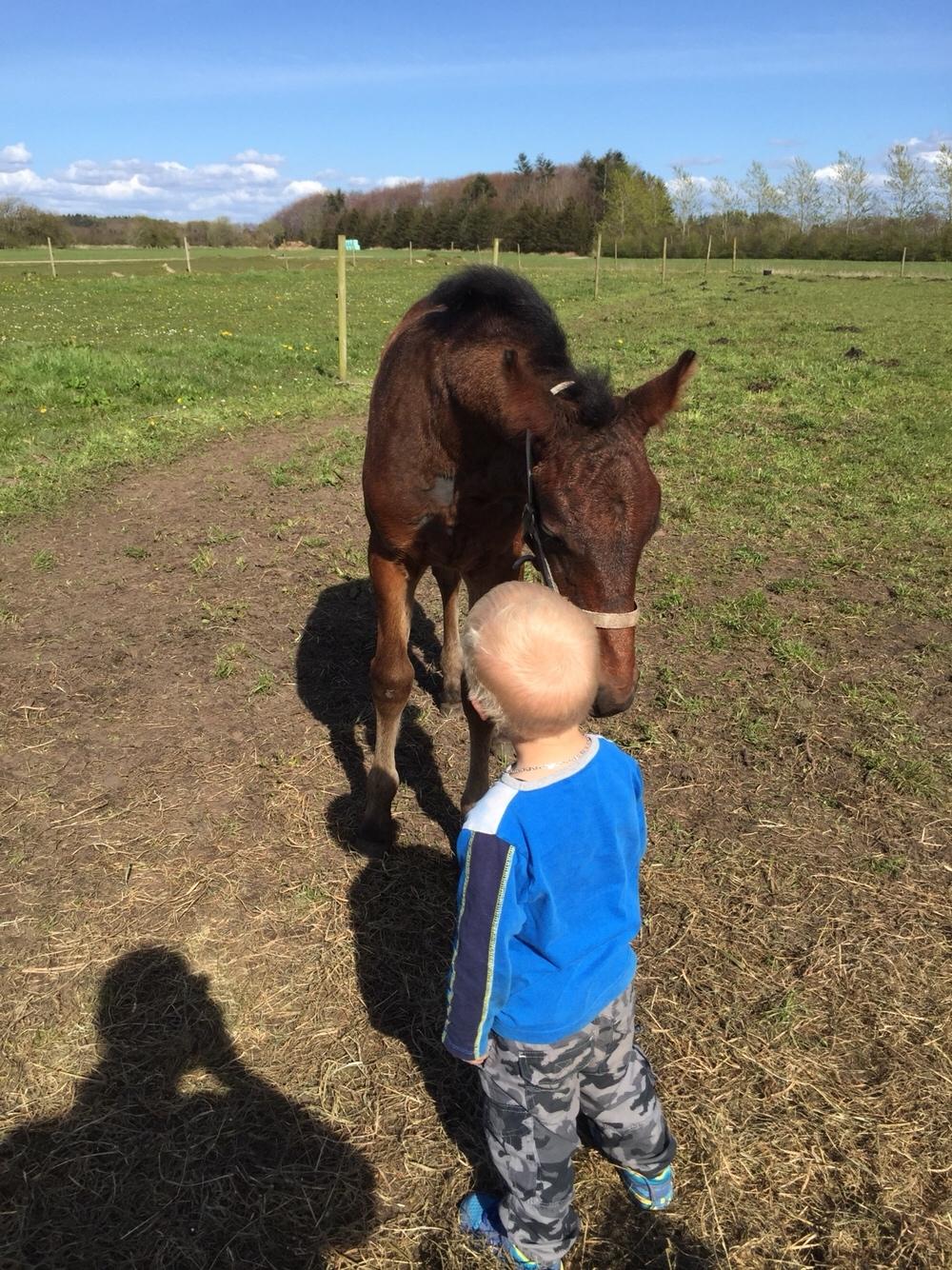 Barockpferd Vestergaard's Santiana billede 22