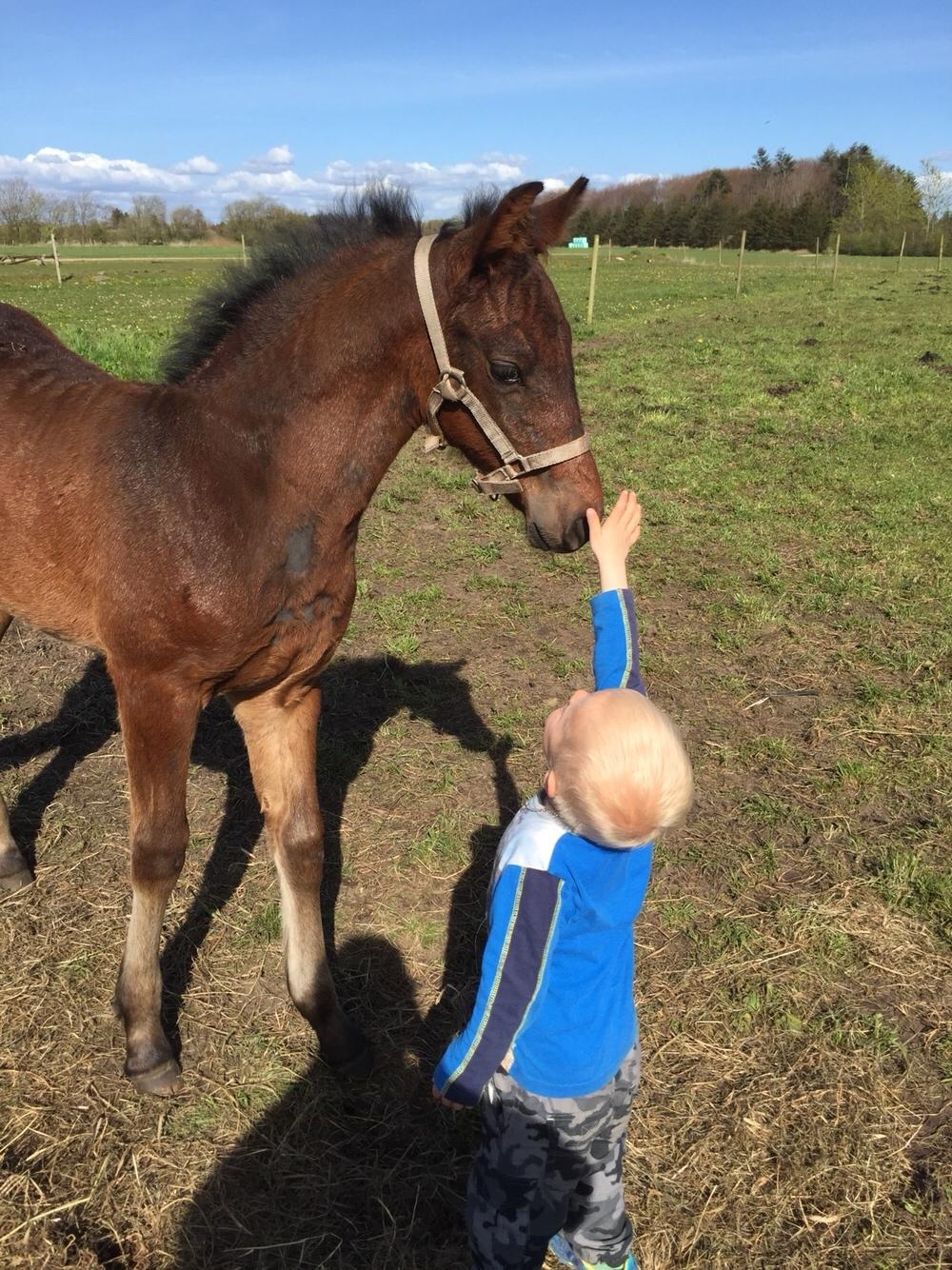 Barockpferd Vestergaard's Santiana billede 23