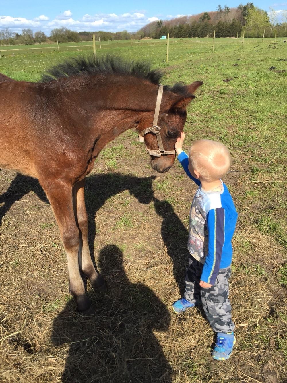 Barockpferd Vestergaard's Santiana billede 24