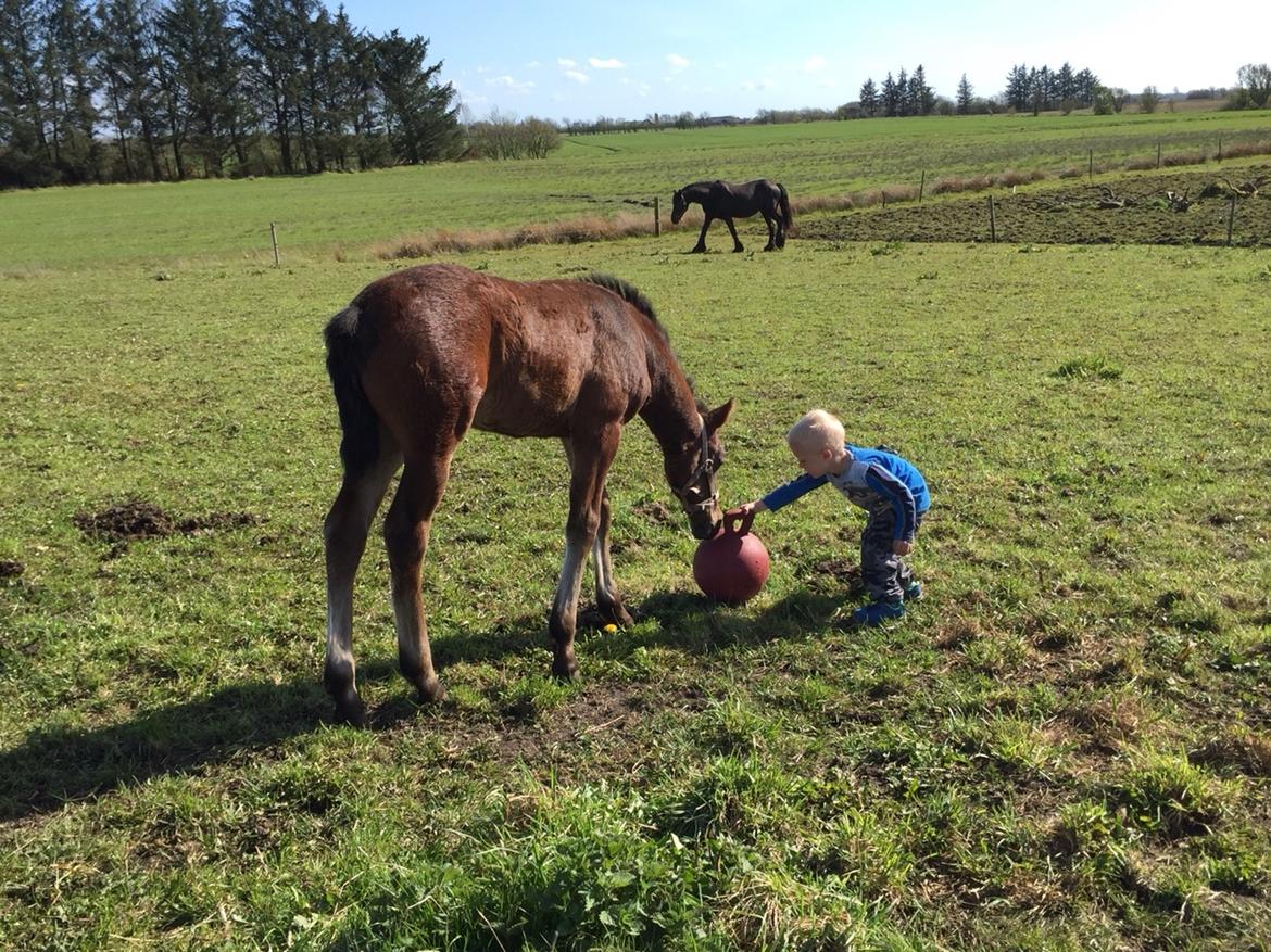 Barockpferd Vestergaard's Santiana billede 25