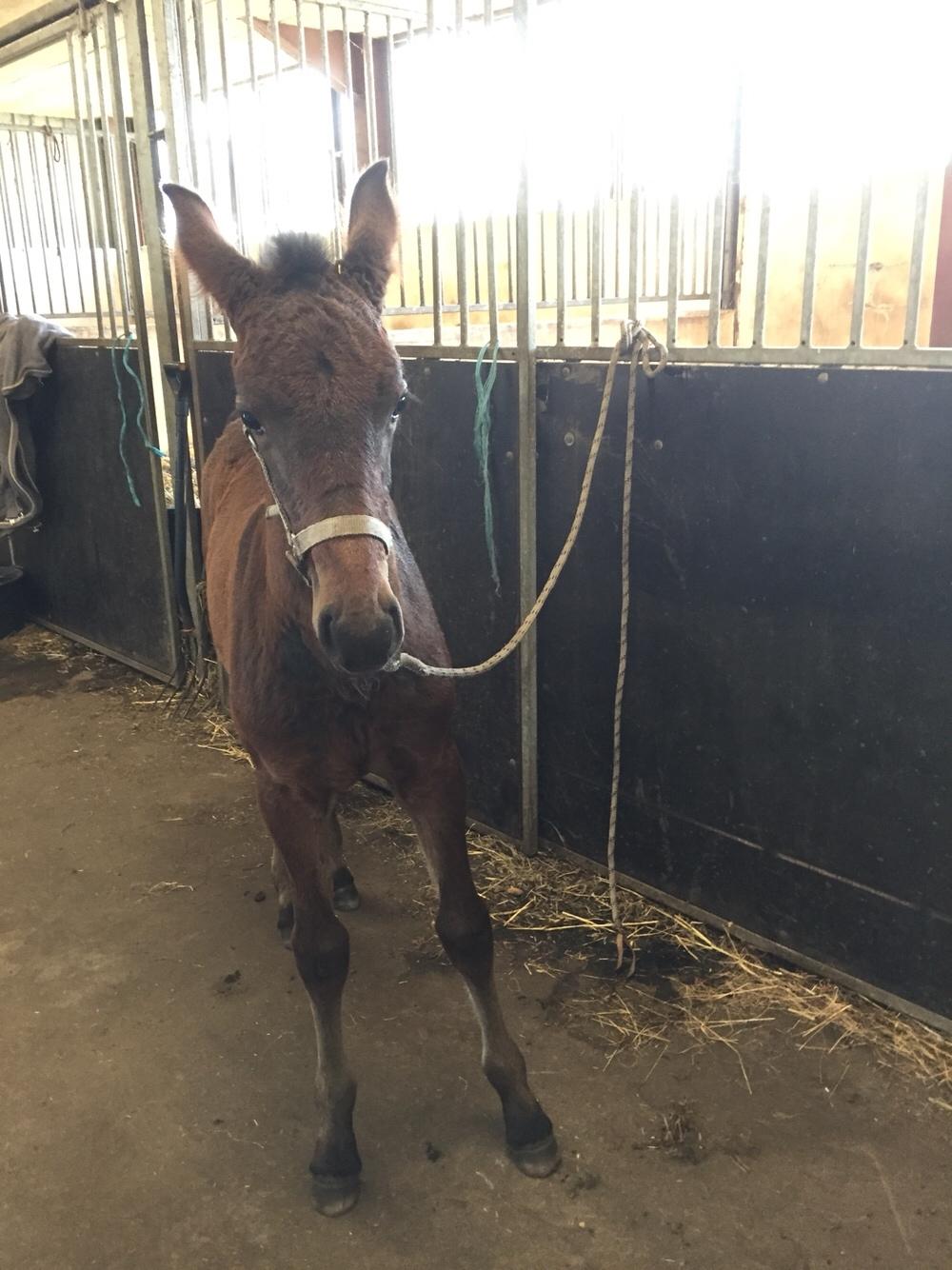 Barockpferd Vestergaard's Santiana billede 26