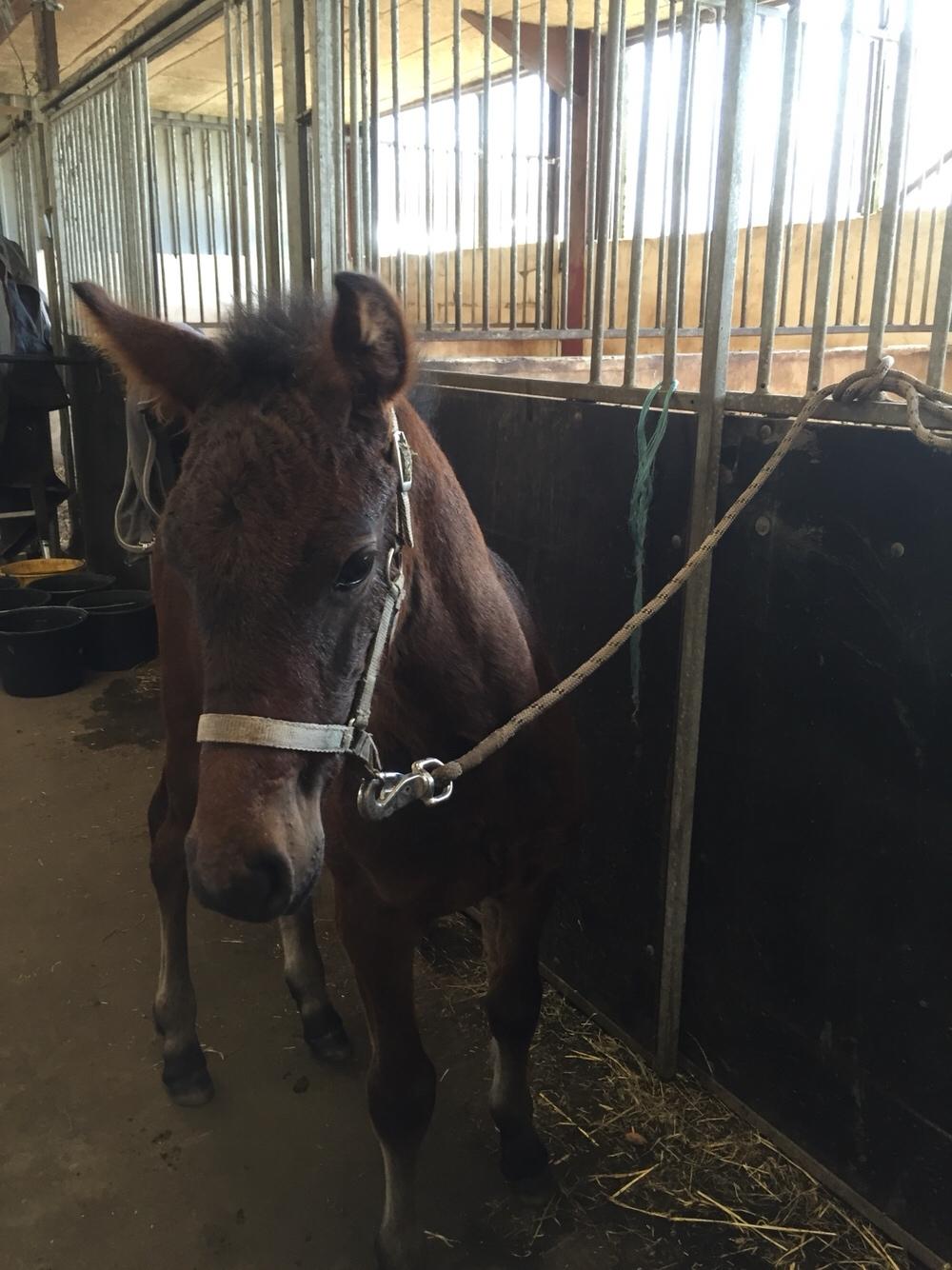 Barockpferd Vestergaard's Santiana billede 27