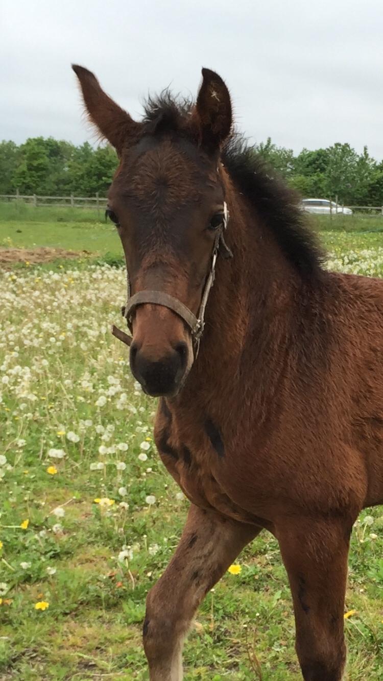 Barockpferd Vestergaard's Santiana billede 29