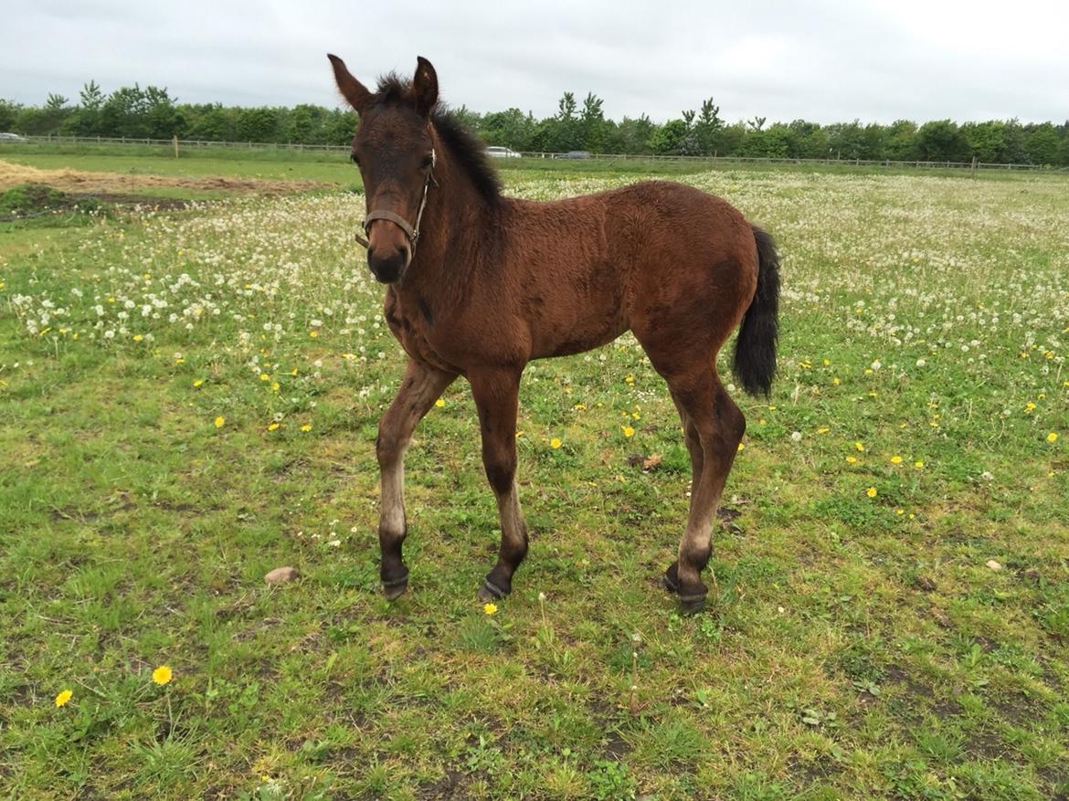 Barockpferd Vestergaard's Santiana billede 28