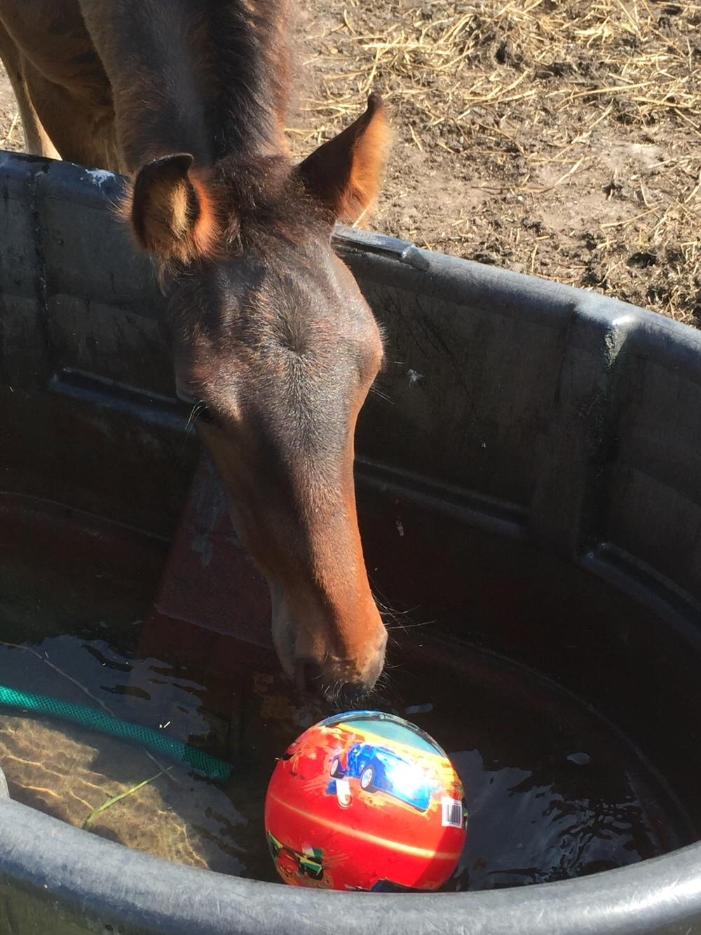 Barockpferd Vestergaard's Santiana billede 31