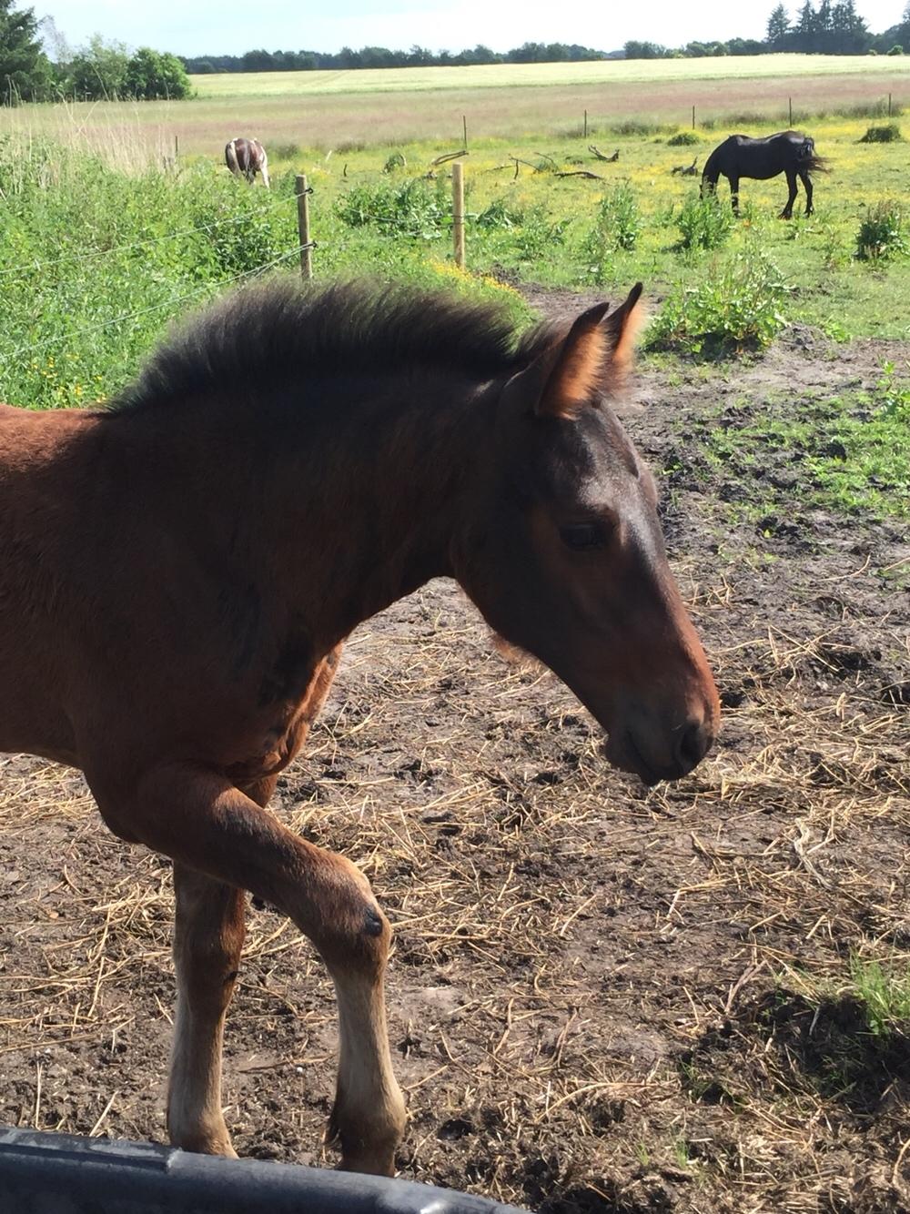 Barockpferd Vestergaard's Santiana billede 30