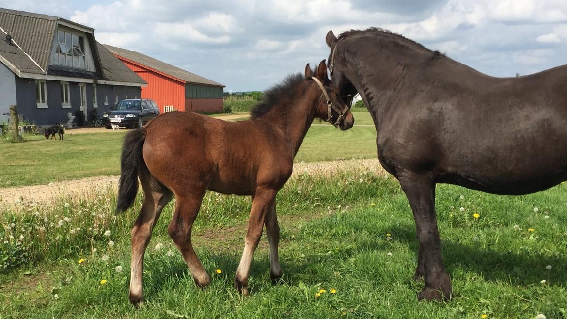 Barockpferd Vestergaard's Santiana billede 32