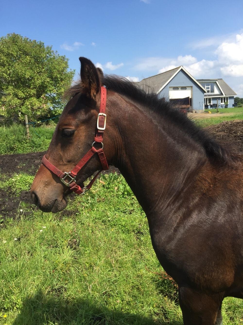 Barockpferd Vestergaard's Santiana billede 33