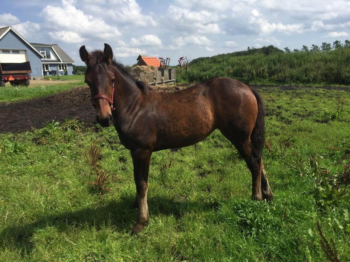 Barockpferd Vestergaard's Santiana billede 34