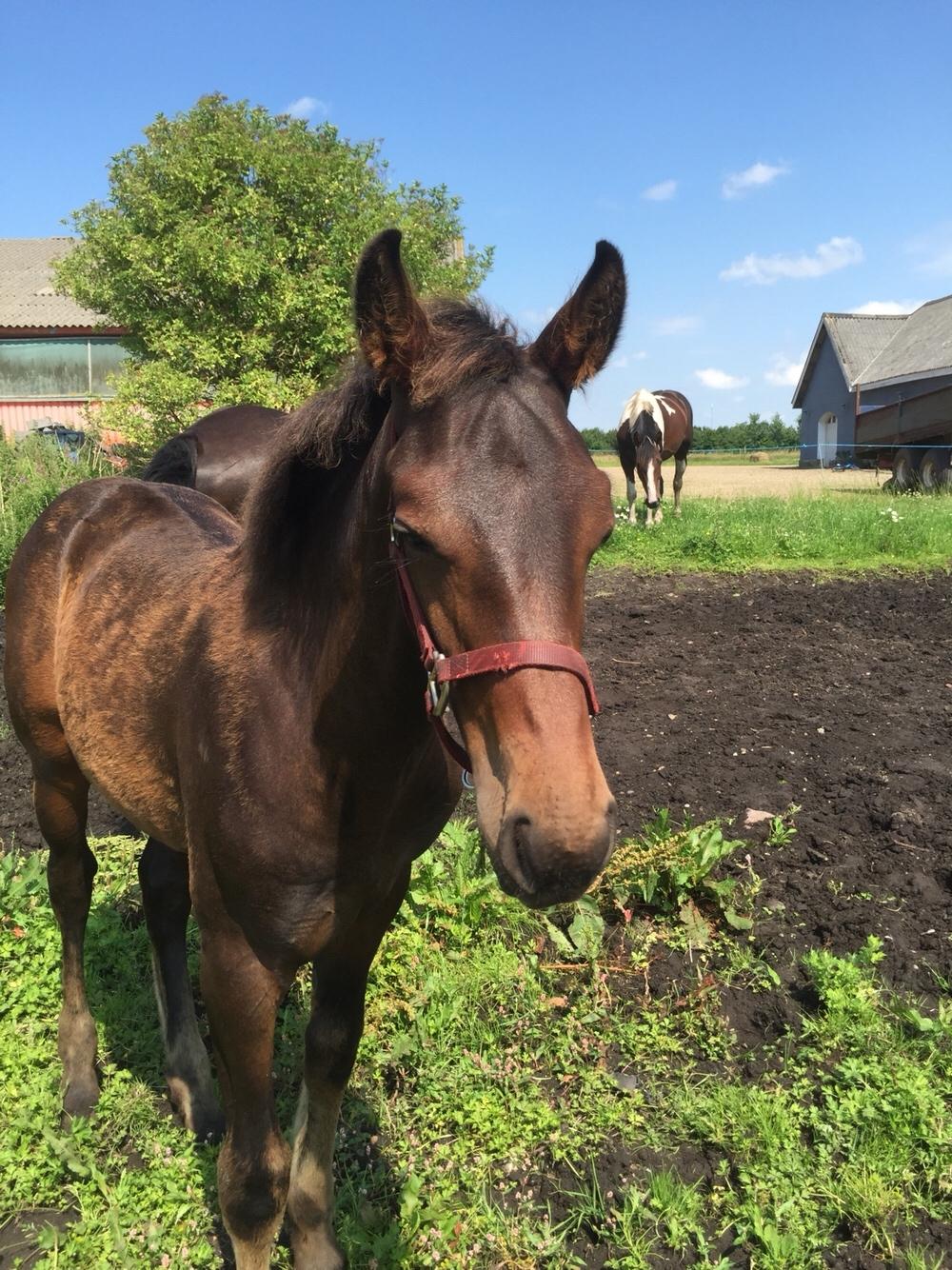 Barockpferd Vestergaard's Santiana billede 35