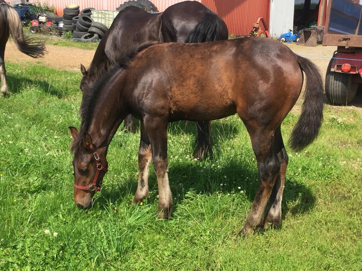 Barockpferd Vestergaard's Santiana billede 36