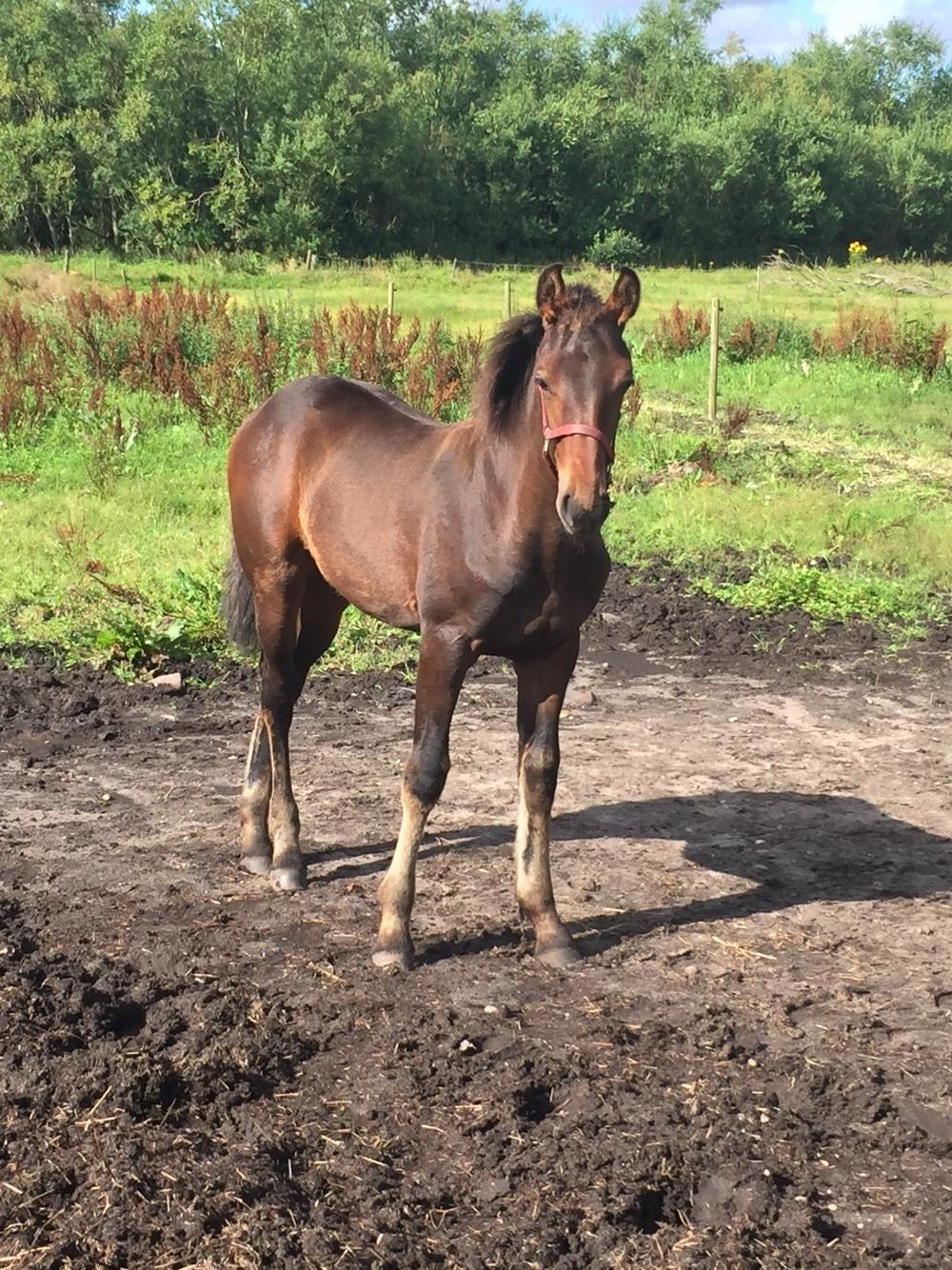 Barockpferd Vestergaard's Santiana billede 38