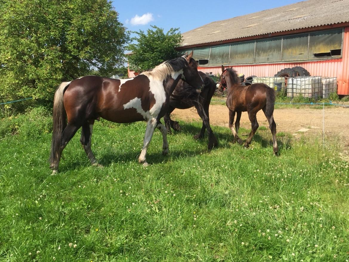 Barockpferd Vestergaard's Santiana billede 37