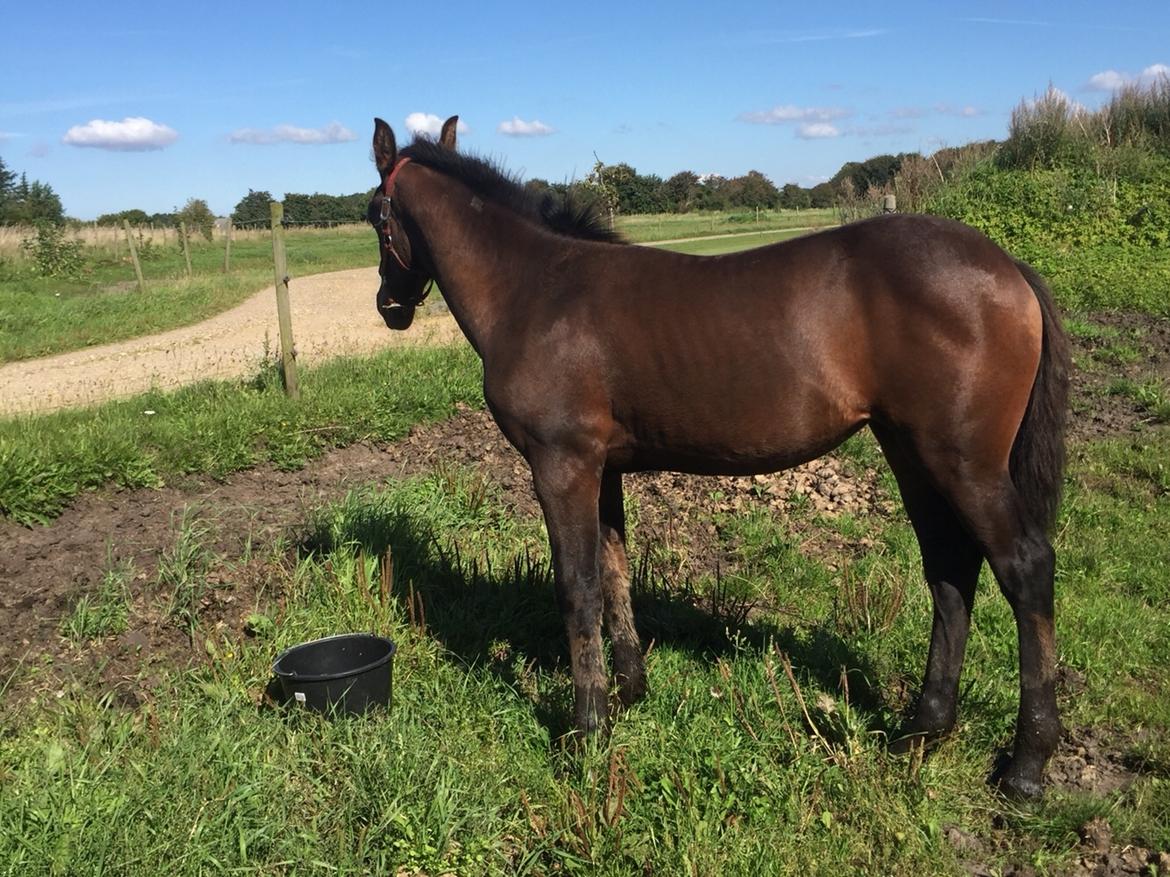 Barockpferd Vestergaard's Santiana billede 40