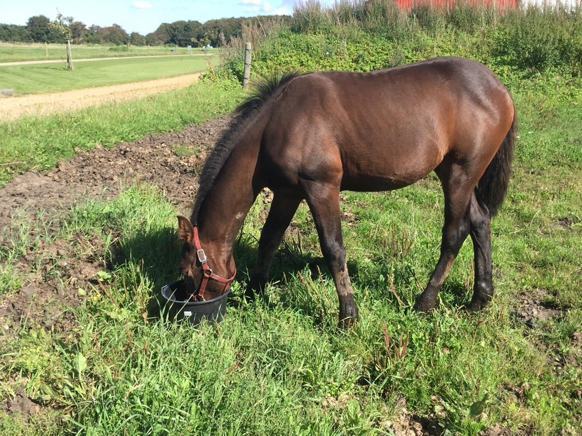 Barockpferd Vestergaard's Santiana billede 39