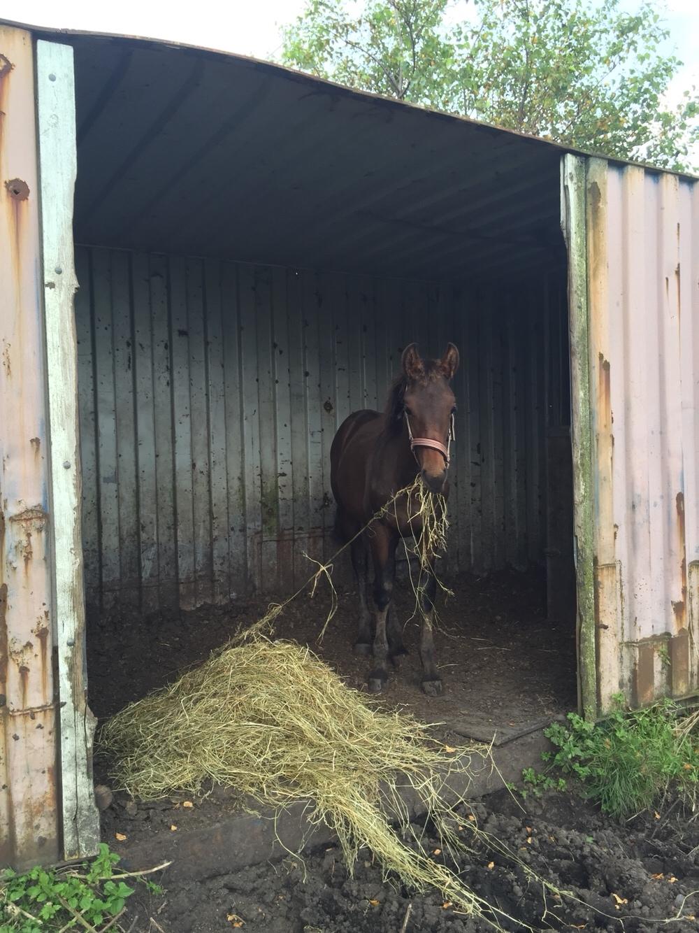 Barockpferd Vestergaard's Santiana billede 41