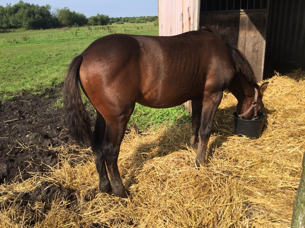 Barockpferd Vestergaard's Santiana billede 42