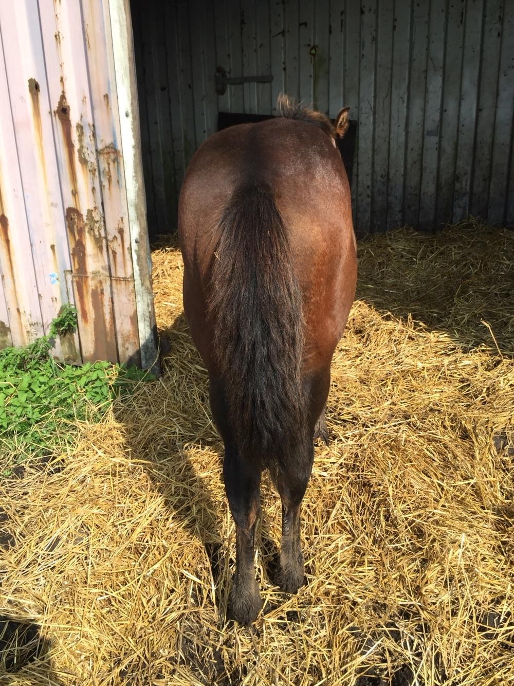 Barockpferd Vestergaard's Santiana billede 43